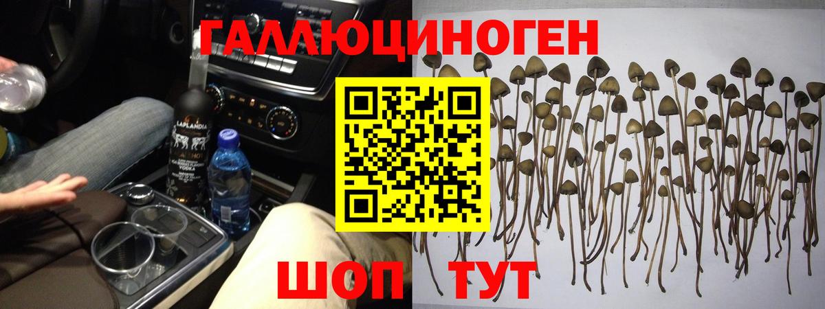Псилоцибиновые грибы GOLDEN TEACHER  Вход с VPN  Верхняя Пышма 
